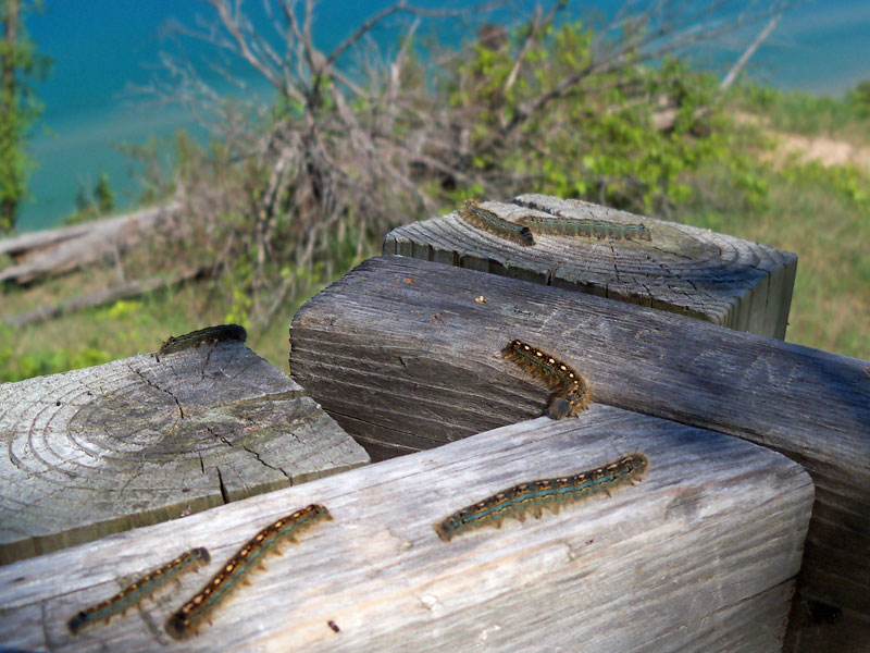 empire bluff caterpilers